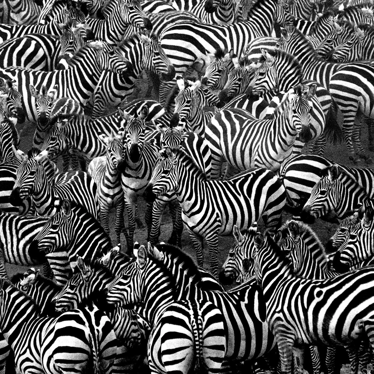 REVIEW: Closer by Tomasz Gudzowaty — Musée Magazine